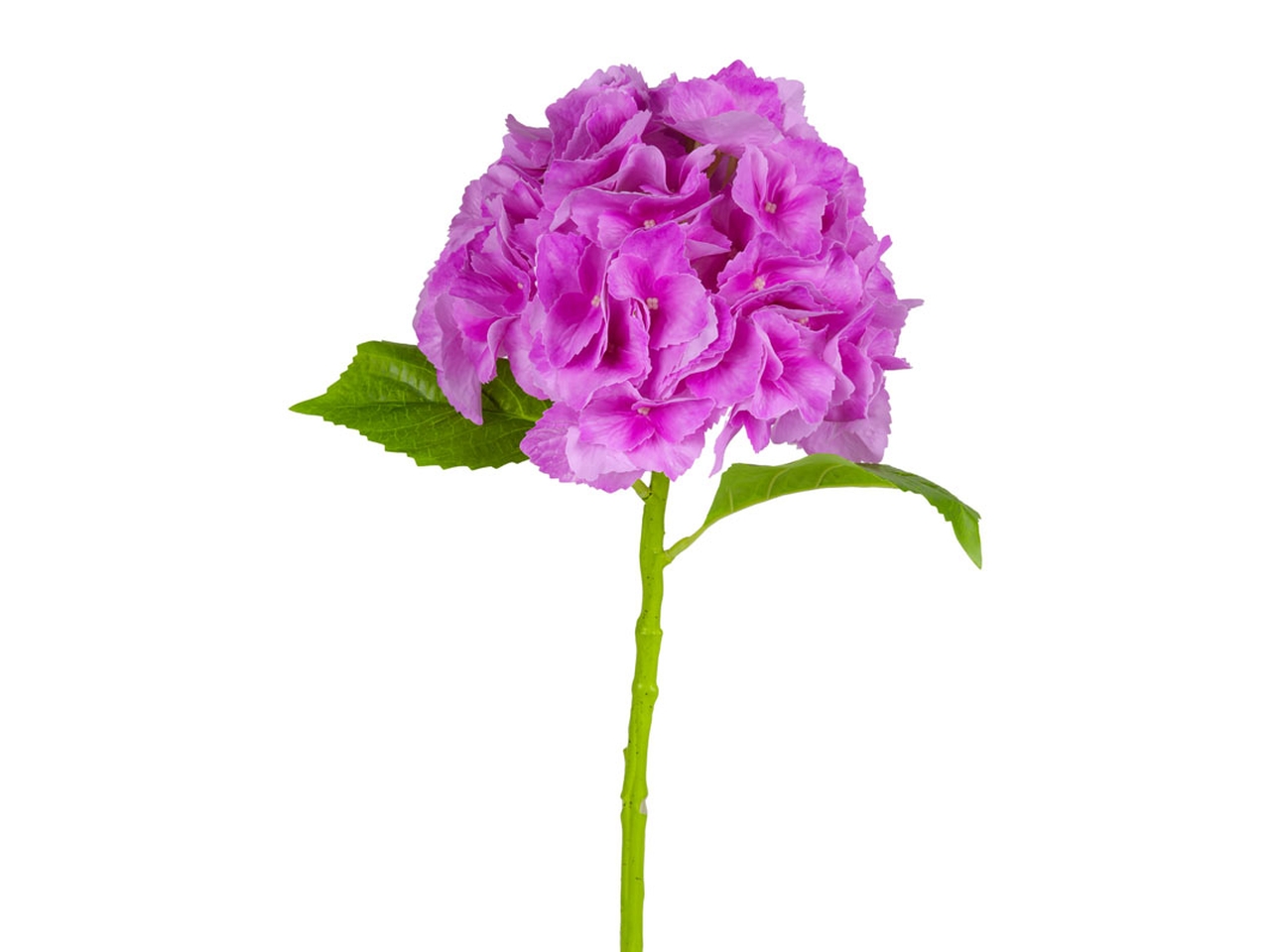 ORTENSIA D.20X60CM FUCSIA 144123 ORTENSIA D.20X60CM FUCSIA 144123