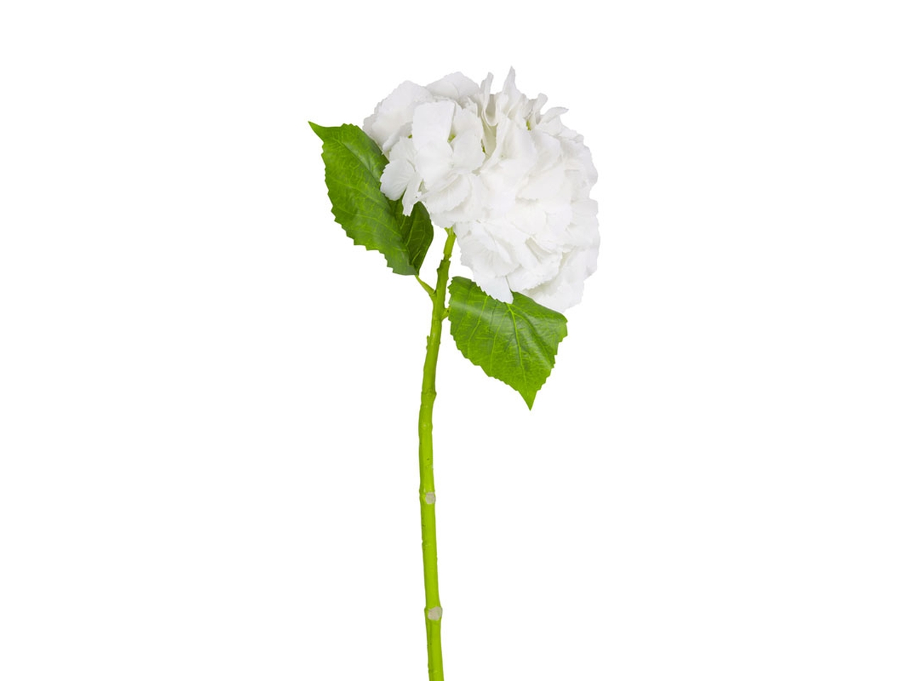 ORTENSIA D.20X60CM BIANCA 144125 ORTENSIA D.20X60CM BIANCA 144125
