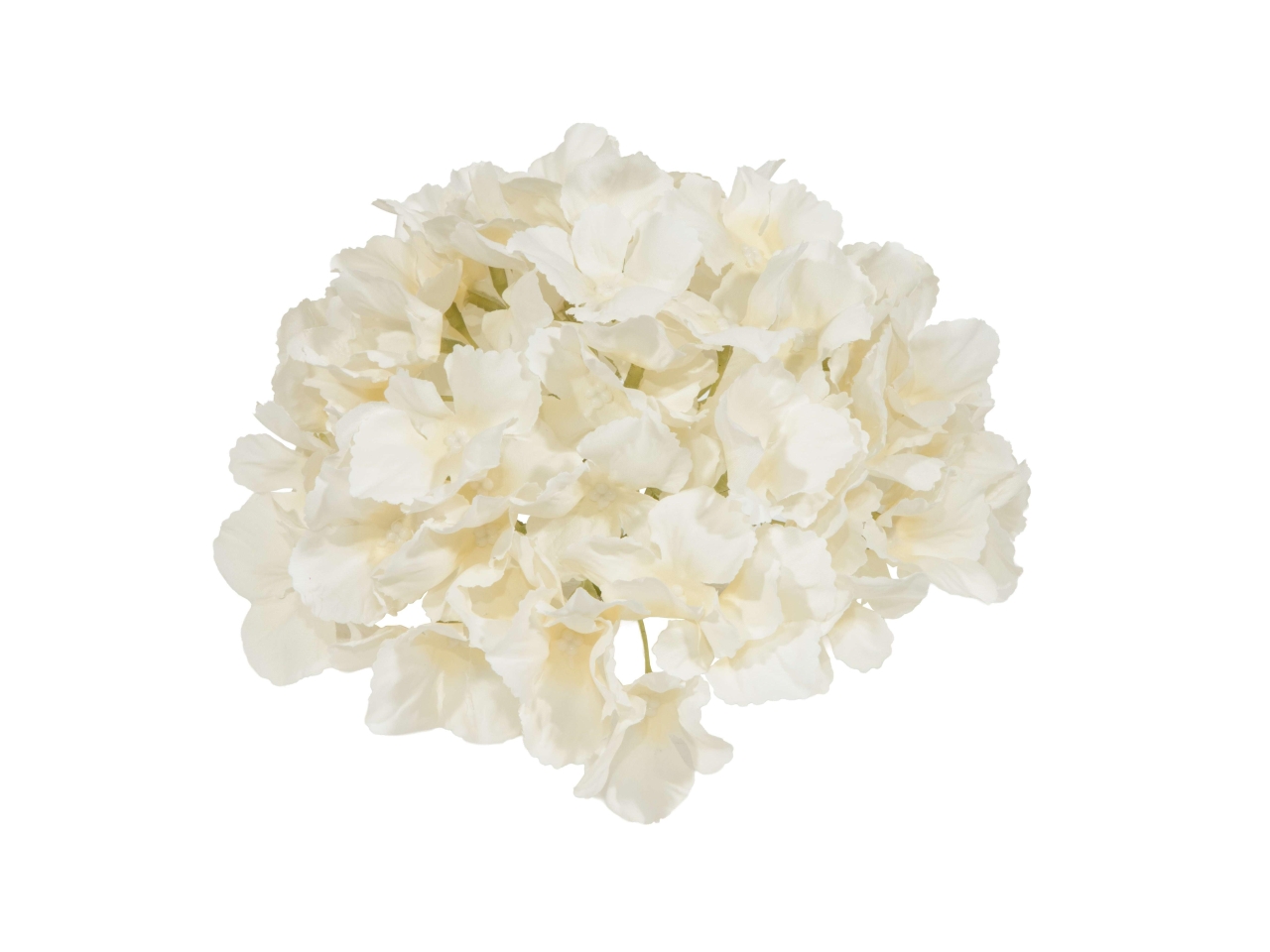 ORTENSIA GIGANTE D.18CM CREMA F283 02 ORTENSIA GIGANTE D.18CM CREMA F283 02