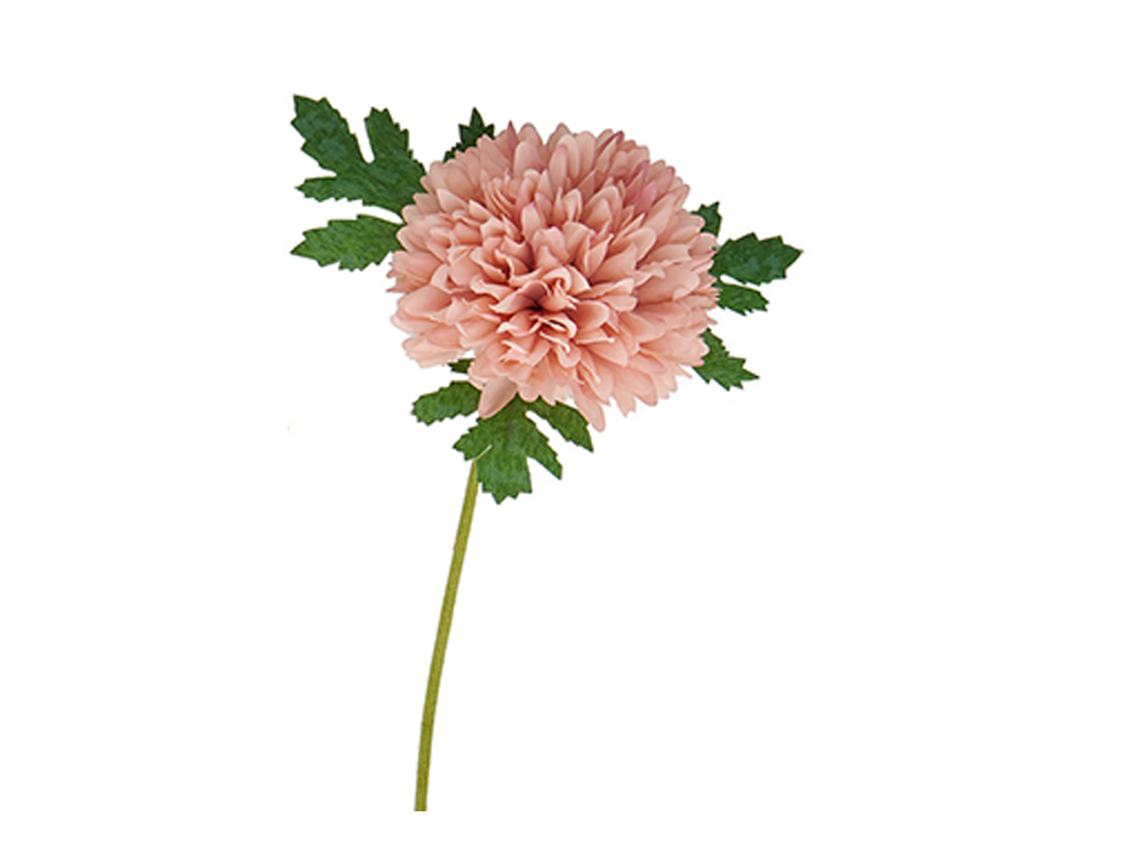 DALIA D.7CM 12PZ ROSA ACZ752/RA