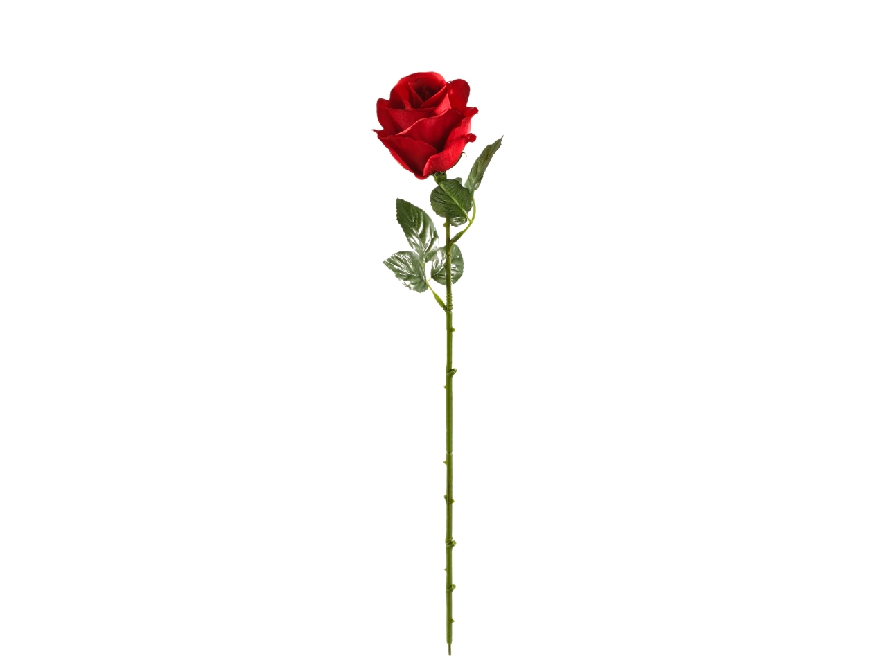ROSA SINGOLA ROSSA DS003568 ROSA SINGOLA ROSSA DS003568