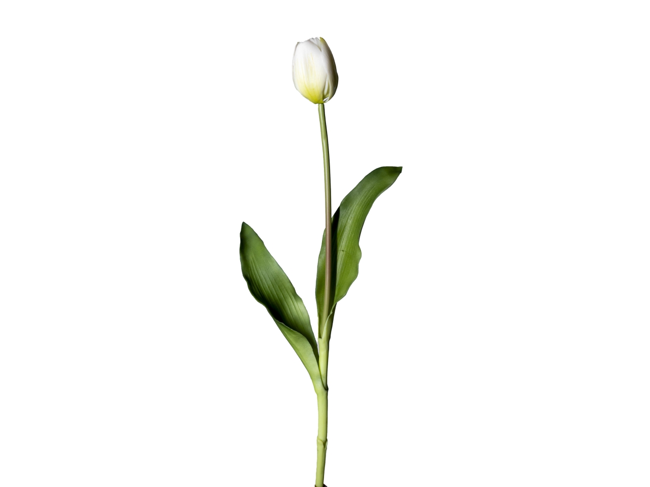 TULIPANO 40CM REAL TOUCH BIANCO 18120007-36