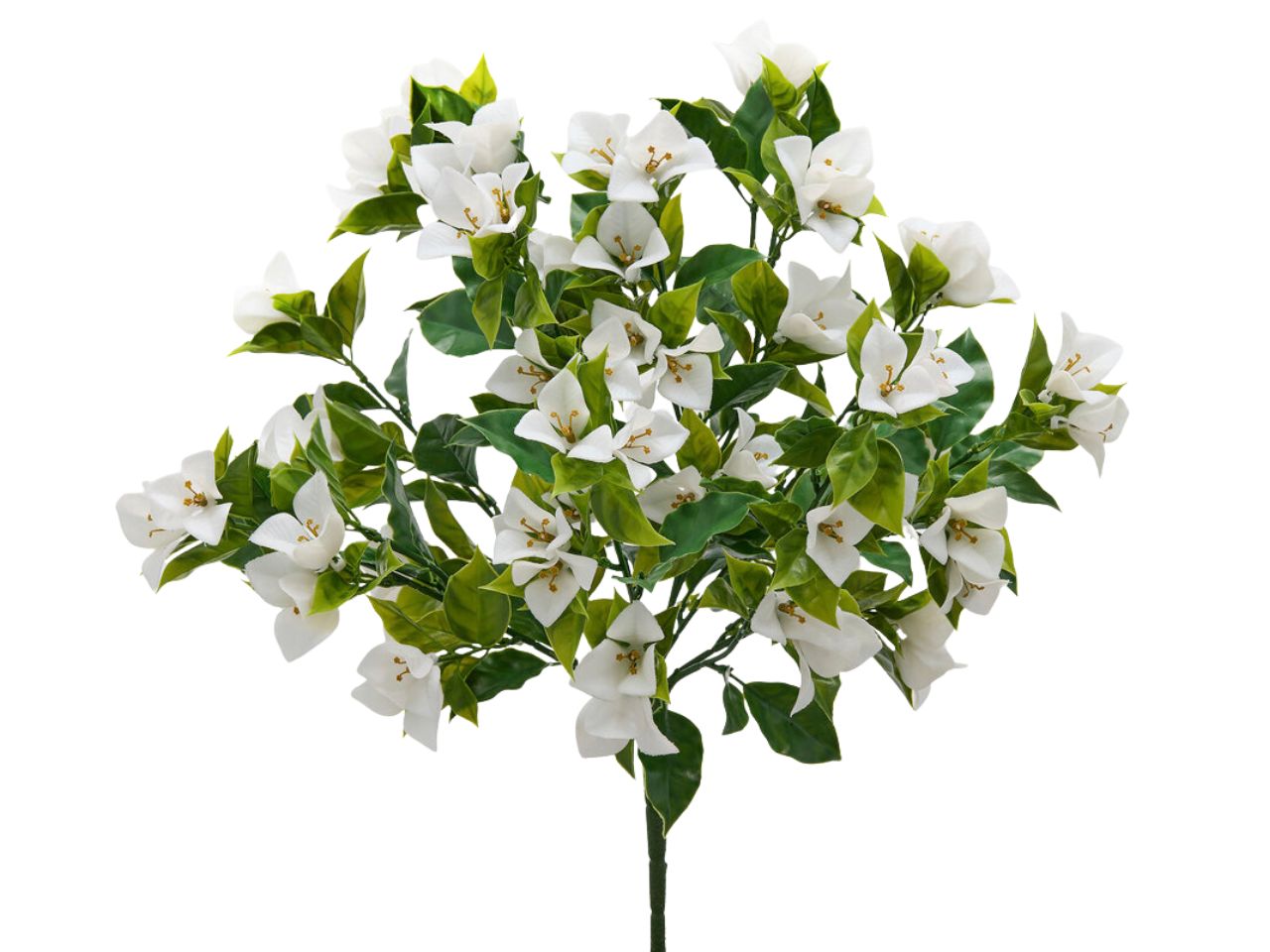 BOUGANVILLEA MAZZO 50CM 8 RAMI BIANCO 2100676A100 BOUGANVILLEA MAZZO 50CM 8 RAMI BIANCO 2100676A100