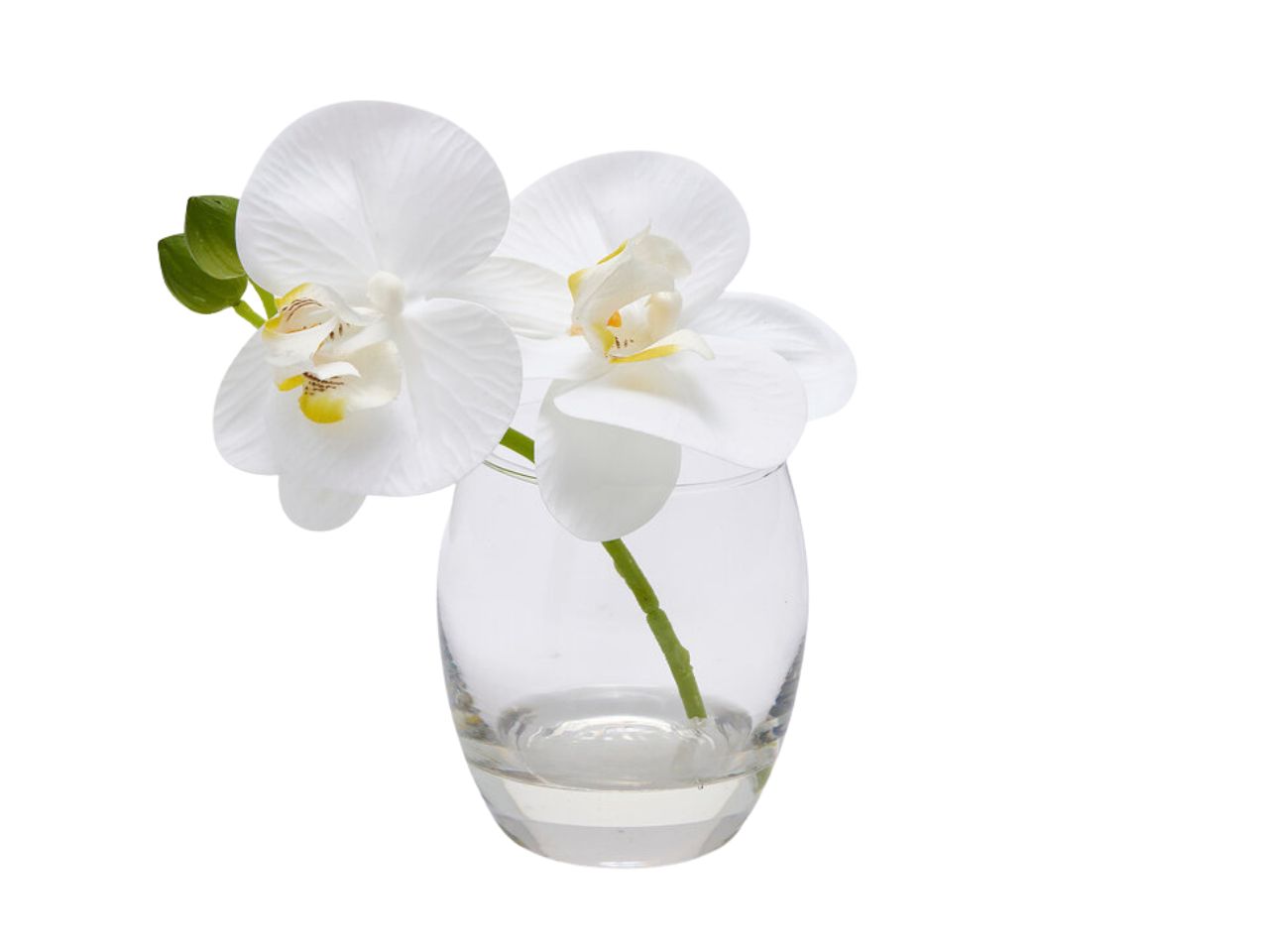 ORCHIDEA PHALAENOPSIS15CM C/VASO BIANCO2100690A100 ORCHIDEA PHALAENOPSIS15CM C/VASO BIANCO2100690A100