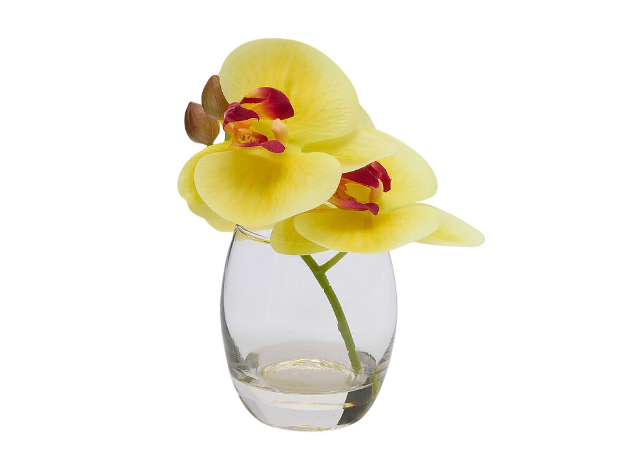 ORCHIDEA PHALAENOPSIS15CM C/VASO GIALLO2100690A200 ORCHIDEA PHALAENOPSIS15CM C/VASO GIALLO2100690A200