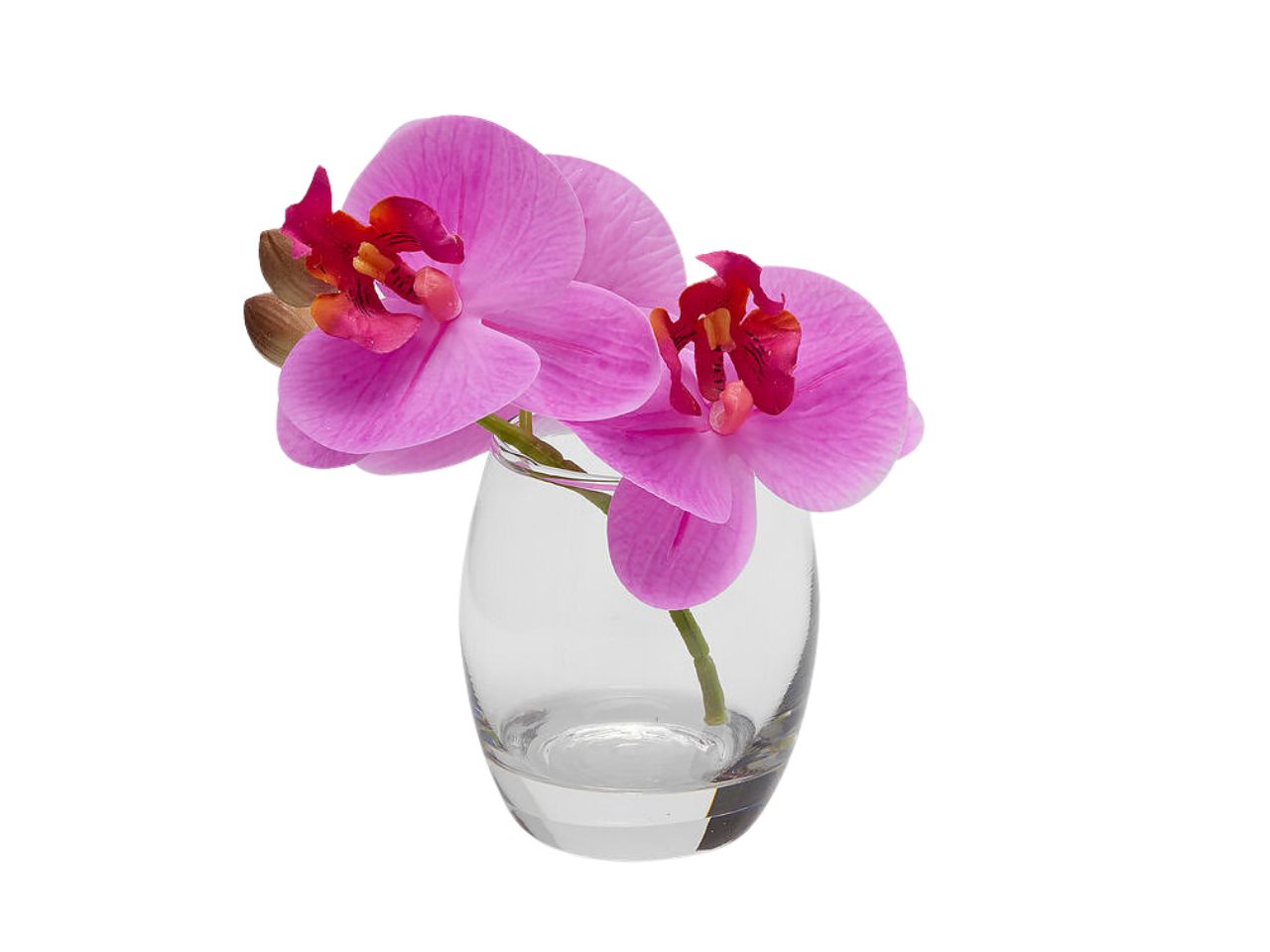 ORCHIDEA PHALAENOPSIS15CM C/VASO FUCSIA2100690A559 ORCHIDEA PHALAENOPSIS15CM C/VASO FUCSIA2100690A559