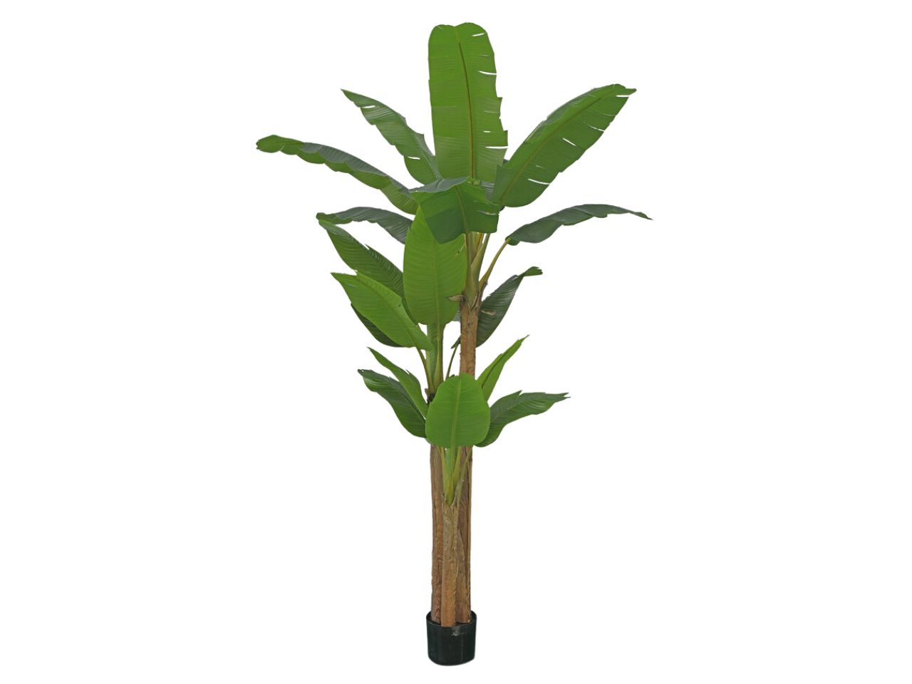 BANANO PIANTA C/VASO 280CM VERDE 2300010A700