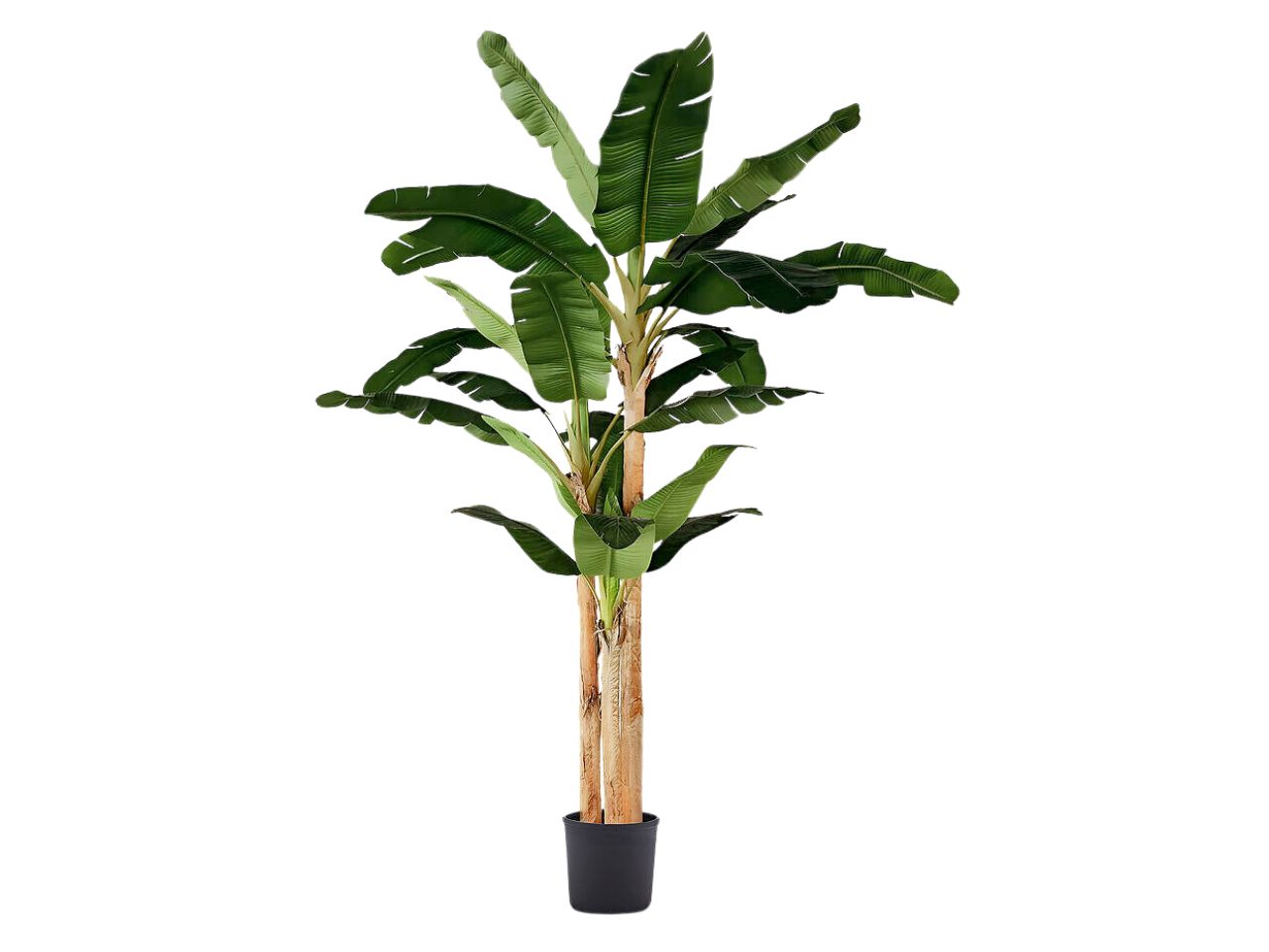 BANANO PIANTA C/VASO 320CM VERDE 2300189A700 BANANO PIANTA C/VASO 320CM VERDE 2300189A700