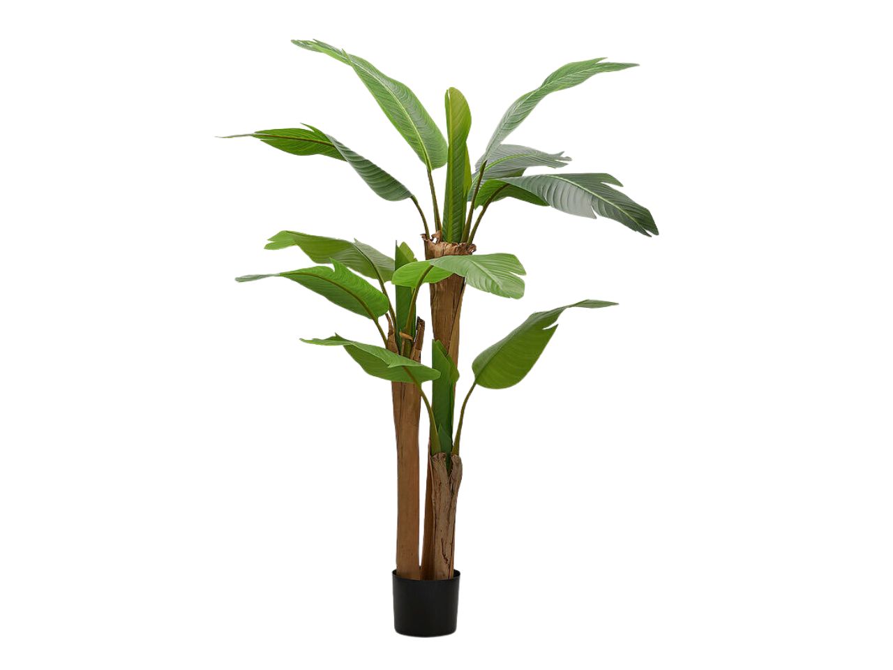 BANANO PIANTA C/VASO 150CM VERDE 2300431A700