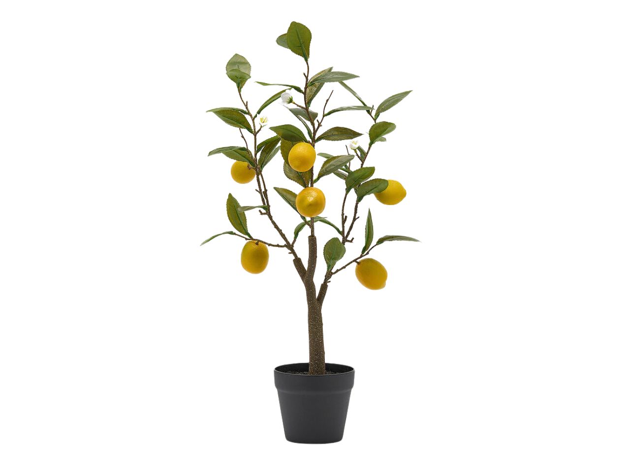 LIMONE PIANTA C/VASO 60CM 2500135A200 LIMONE PIANTA C/VASO 60CM 2500135A200