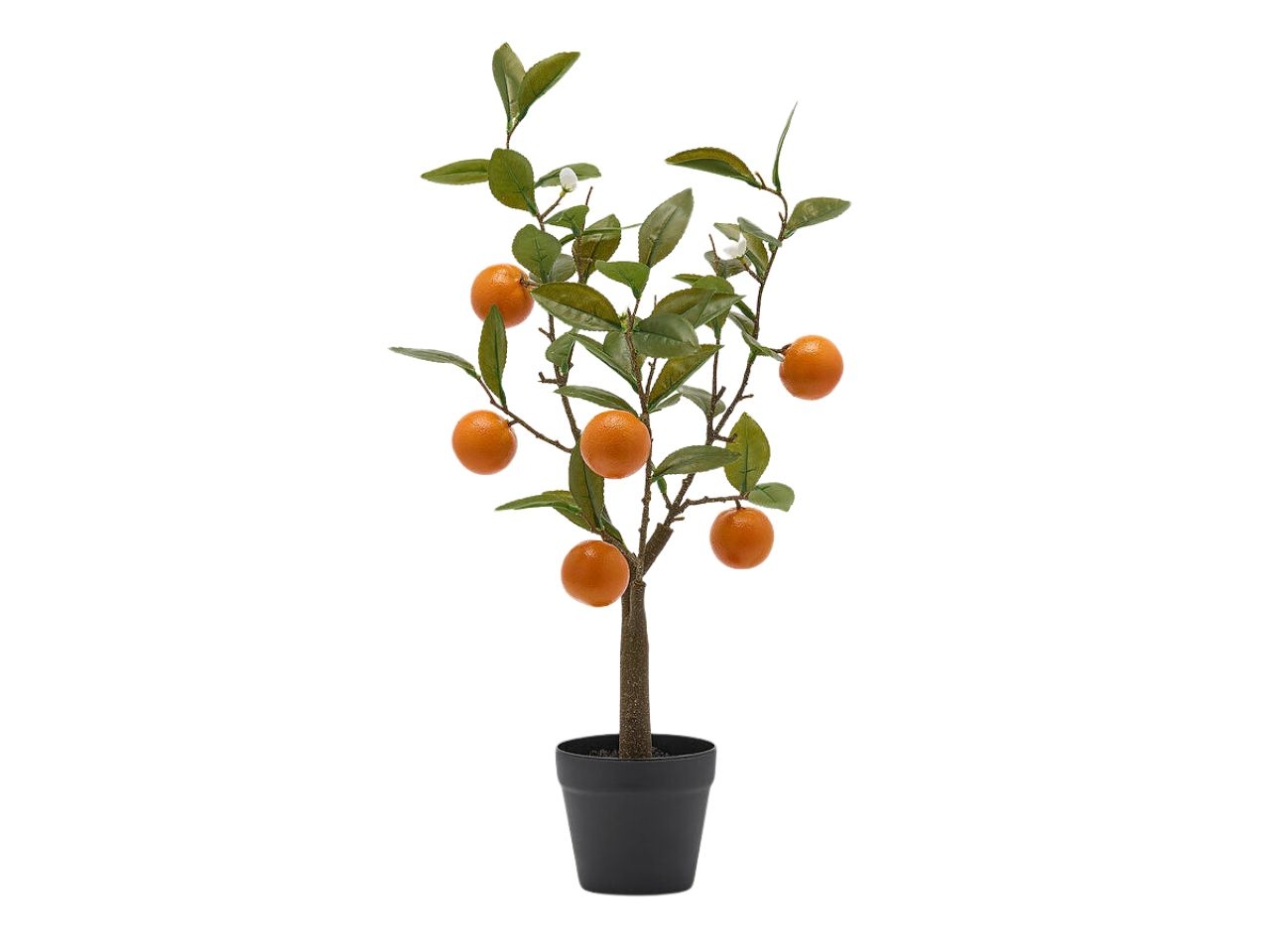 MANDARINO PIANTA CON VASO 60CM 2500134A300 MANDARINO PIANTA CON VASO 60CM 2500134A300