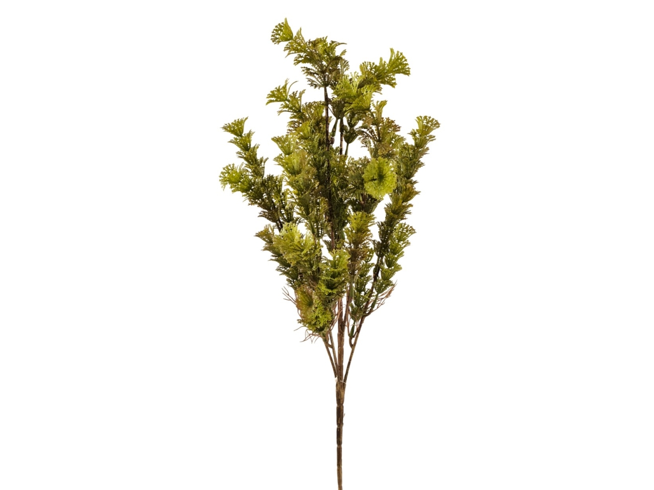 MAZZO FELCE AZOLLA 53CM VERDE MUSCHIO DA000813 85