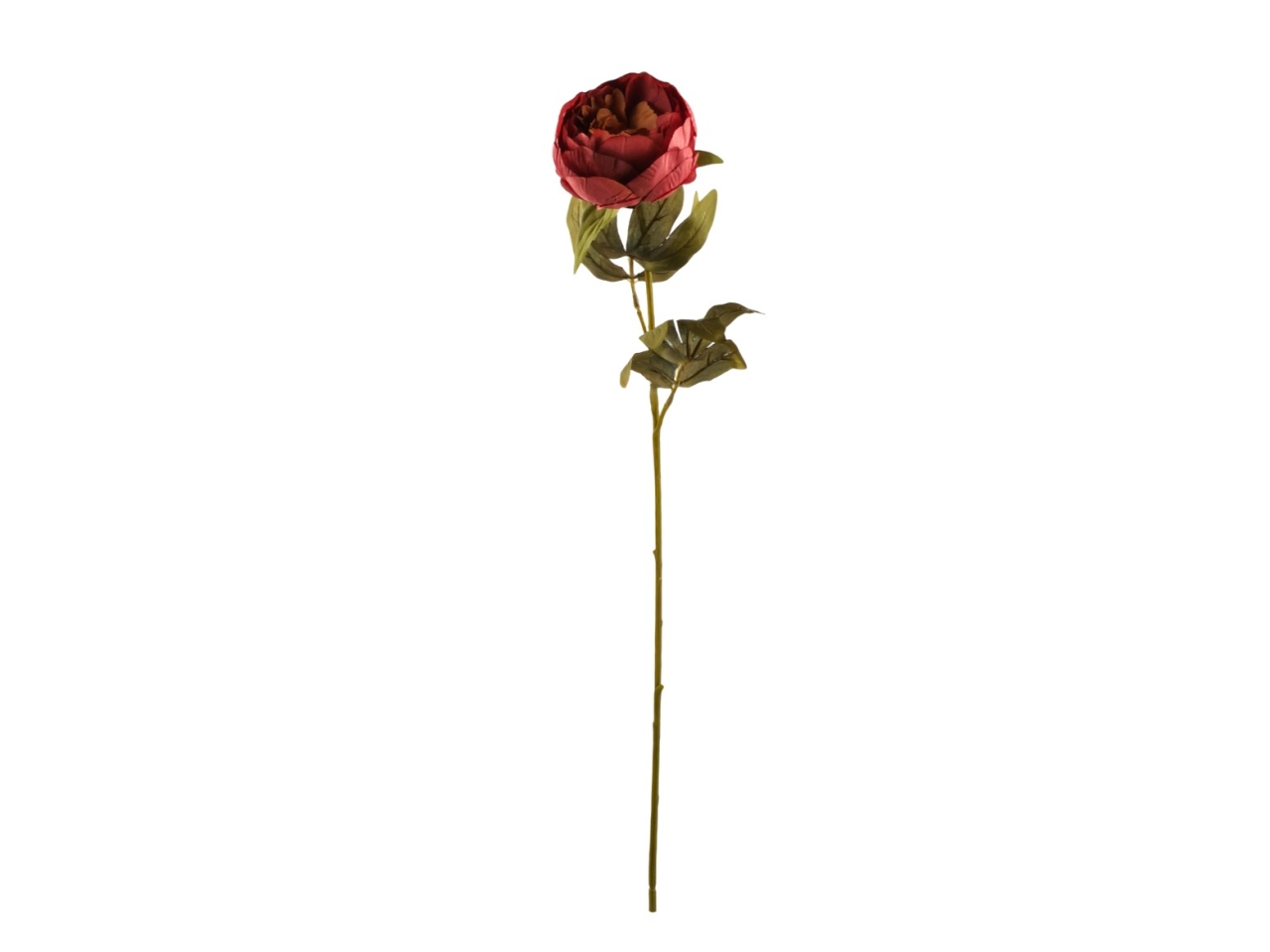 PEONIA SINGOLA FUCSIA DA000823 17