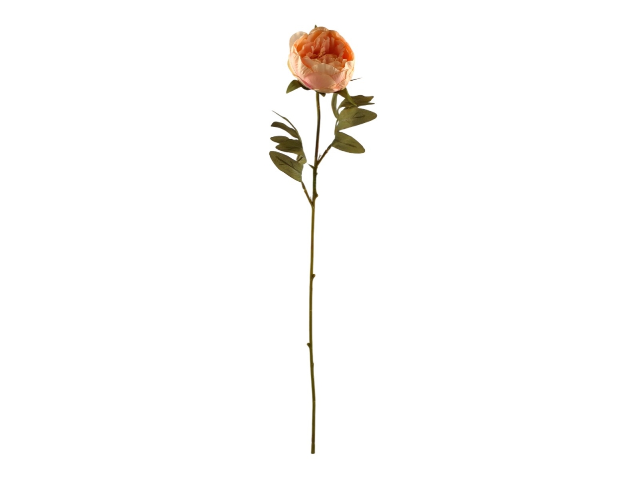 PEONIA SINGOLA MALVA DA000823 13