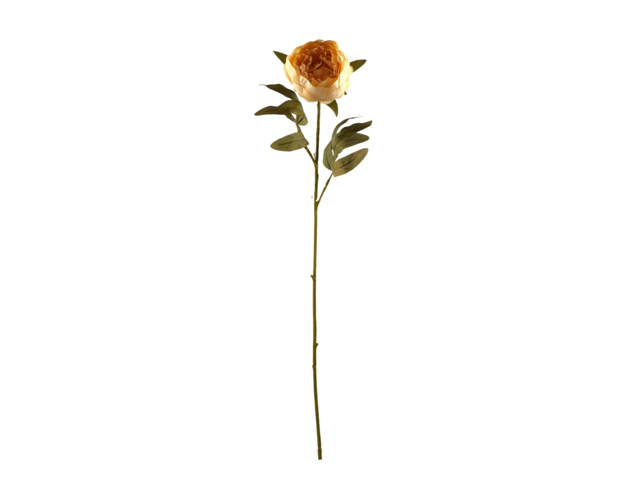 PEONIA SINGOLA BEIGE DA000823 117