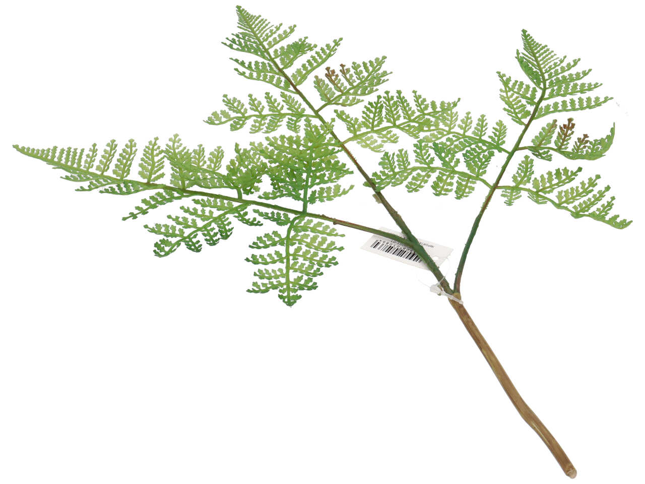 FELCE FORESTA X3 VERDE 19950001 01 FELCE FORESTA X3 VERDE 19950001 01