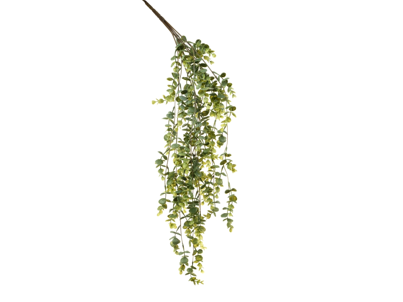 EUCALIPTO RAMO 80CM VERDE 18160037 01