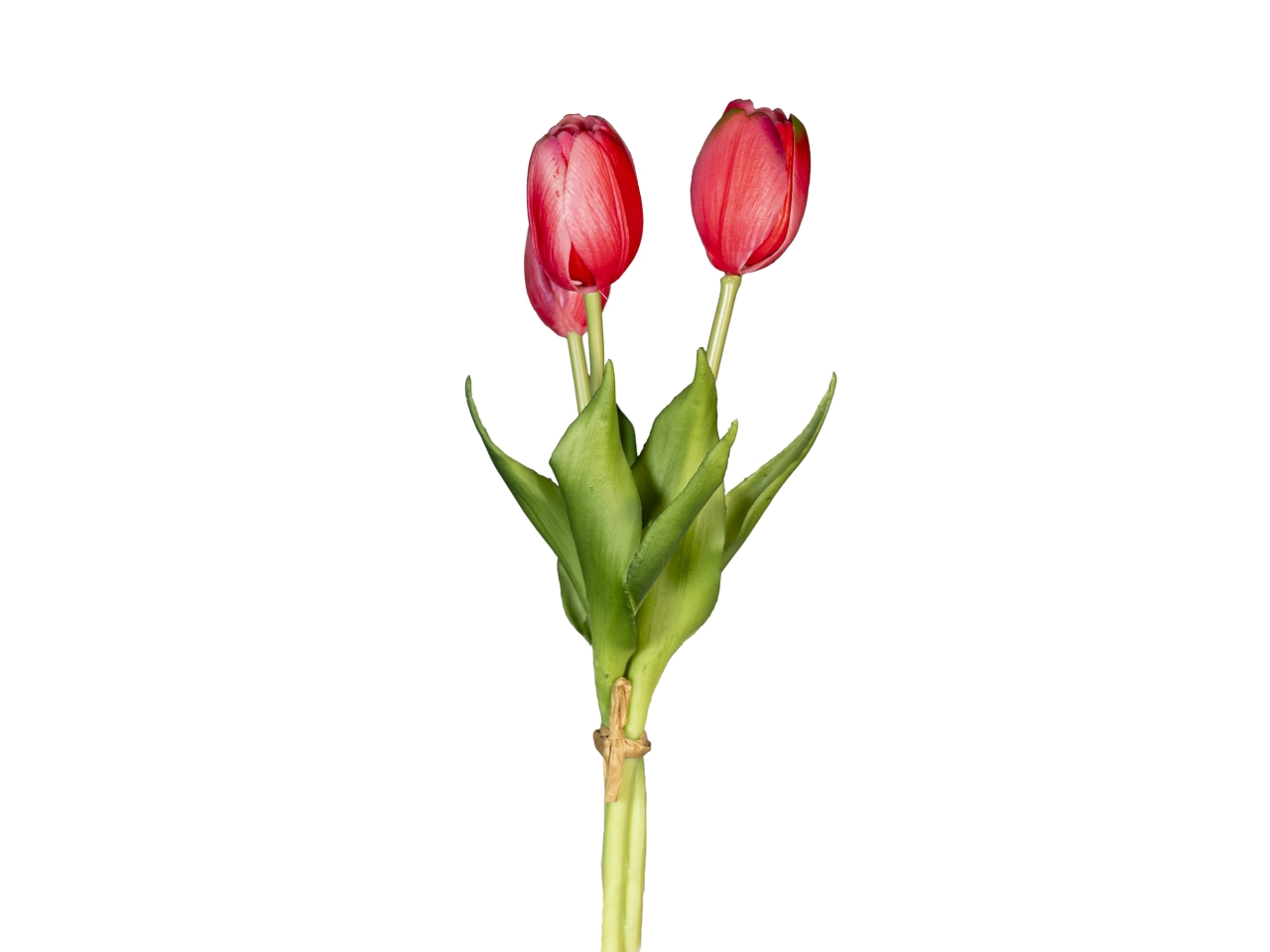 MAZZO CORTO TULIPANI ROSA SCURO 18120037-16 MAZZO CORTO TULIPANI ROSA SCURO 18120037-16